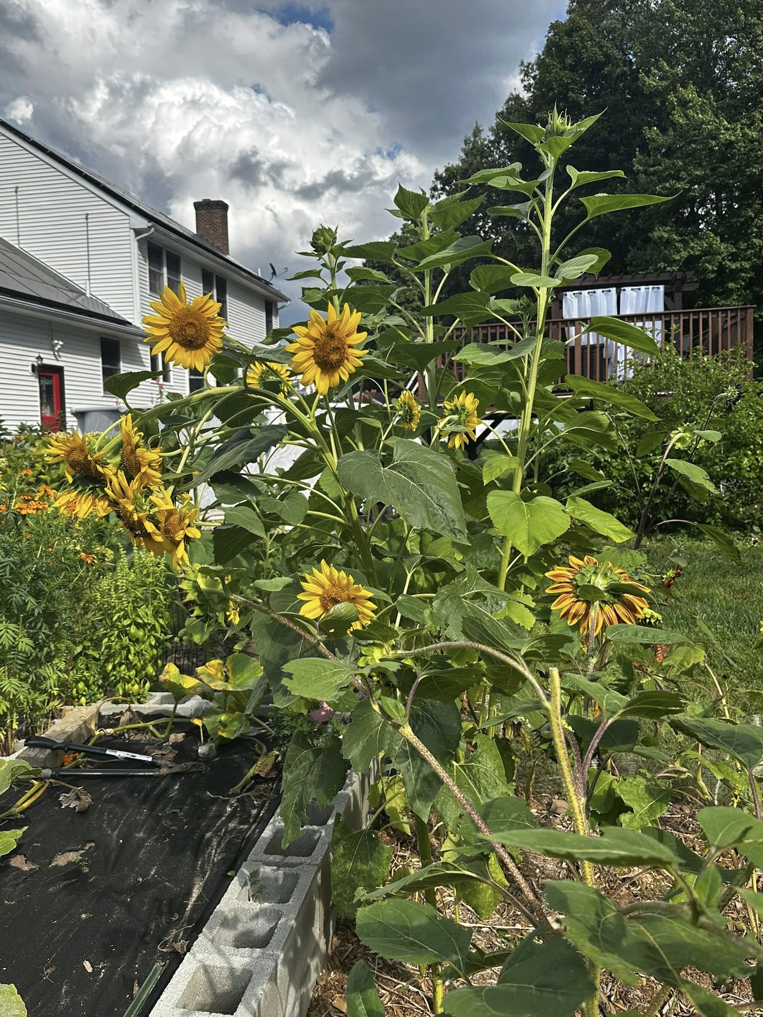 Yellow sunflowers in a backyard garden bed