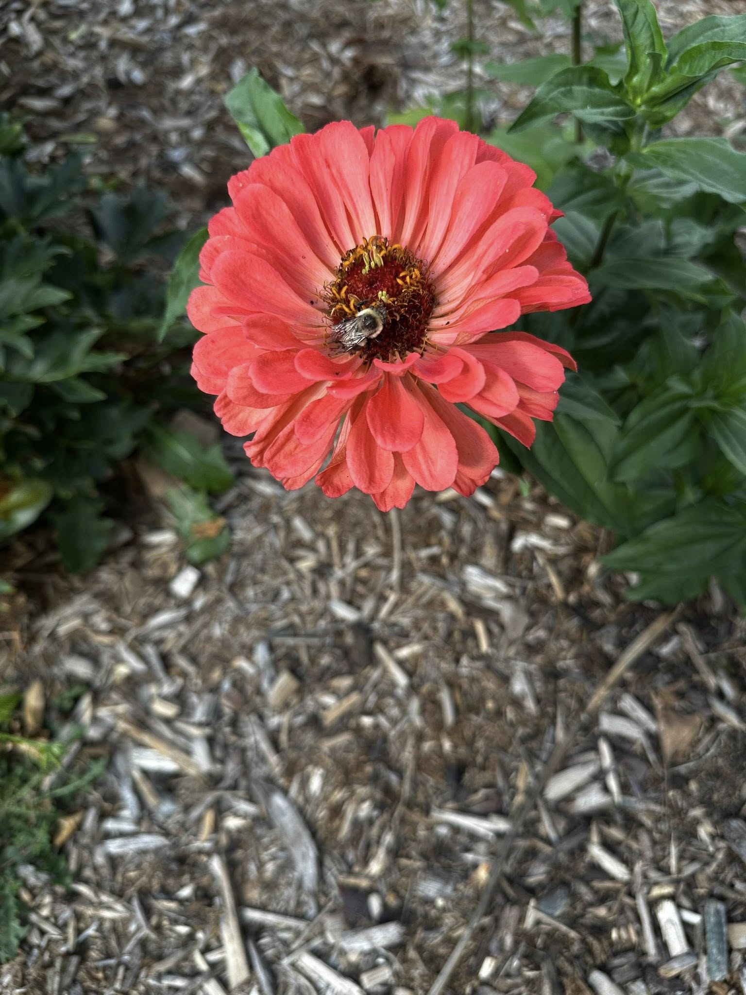 Coral zinnia with a bee in the center