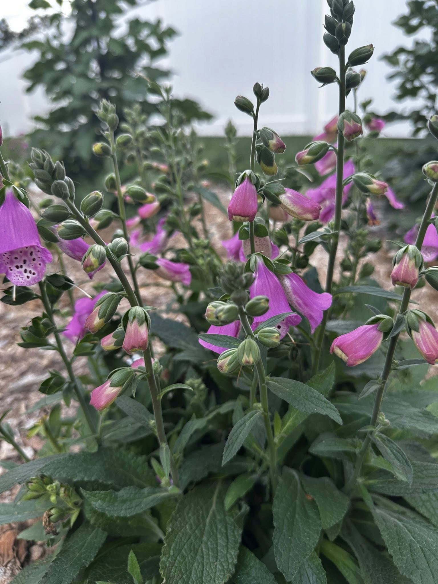 Pink foxglove blooms with bell-shaped flowers