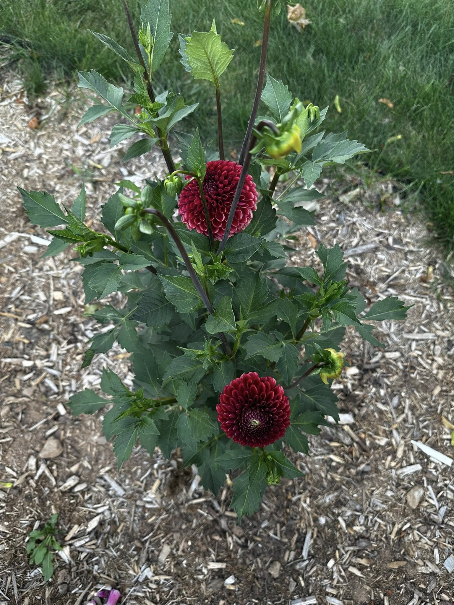 Burgundy dahlia plant with multiple blooms in the garden