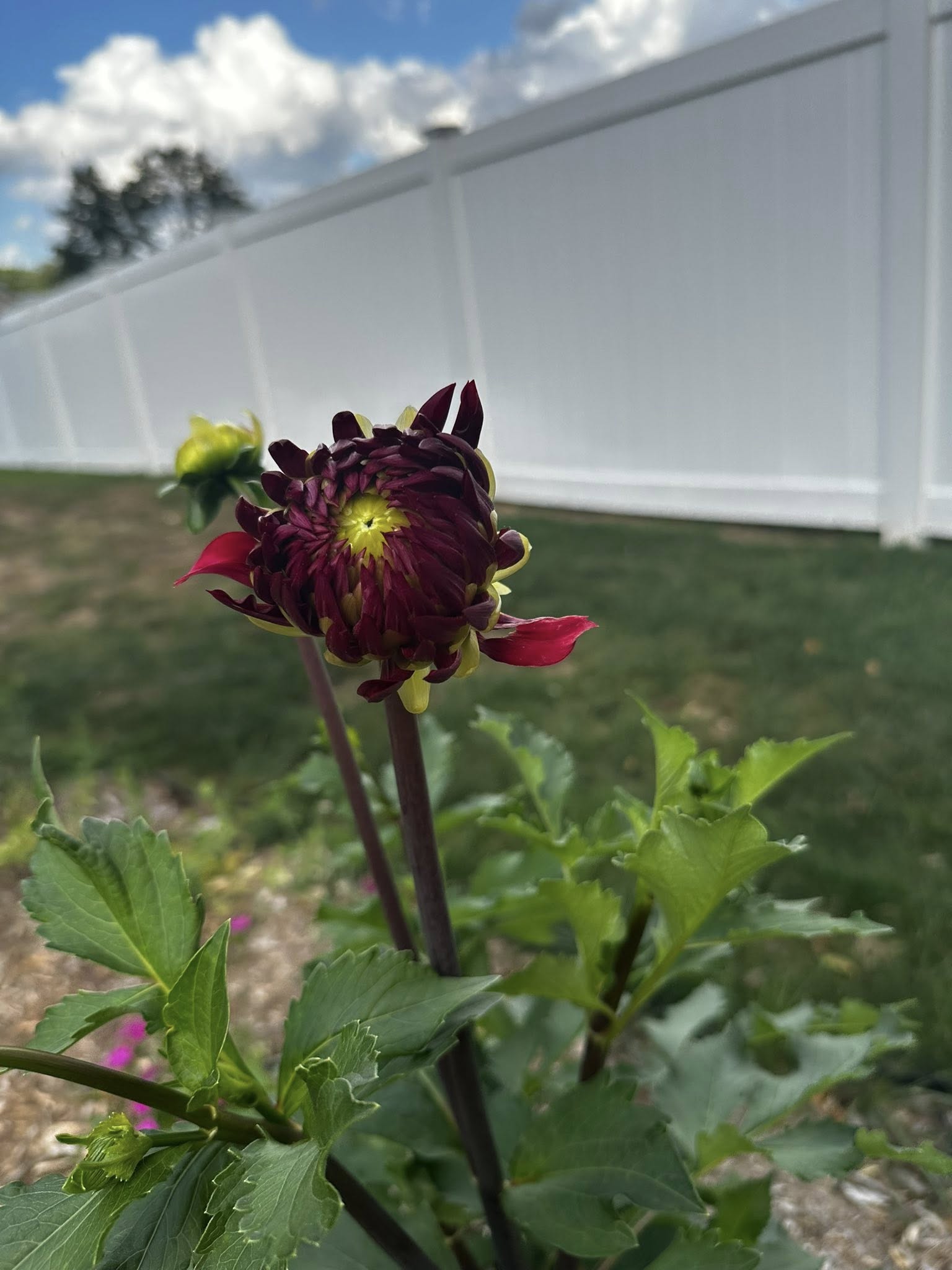 Dark red dahlia bloom close-up against a white fence