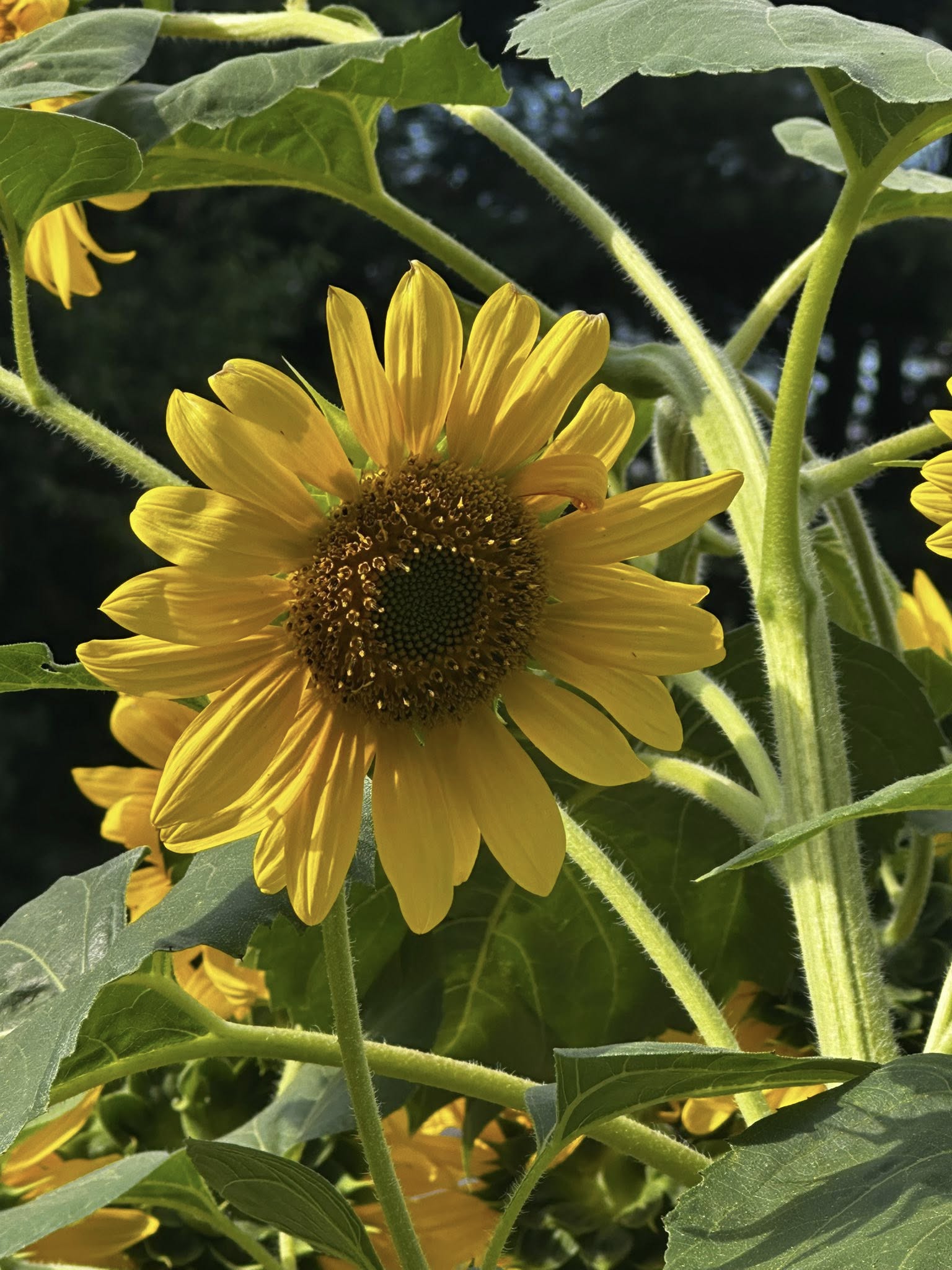 Deep burgundy dahlia bud in the garden
