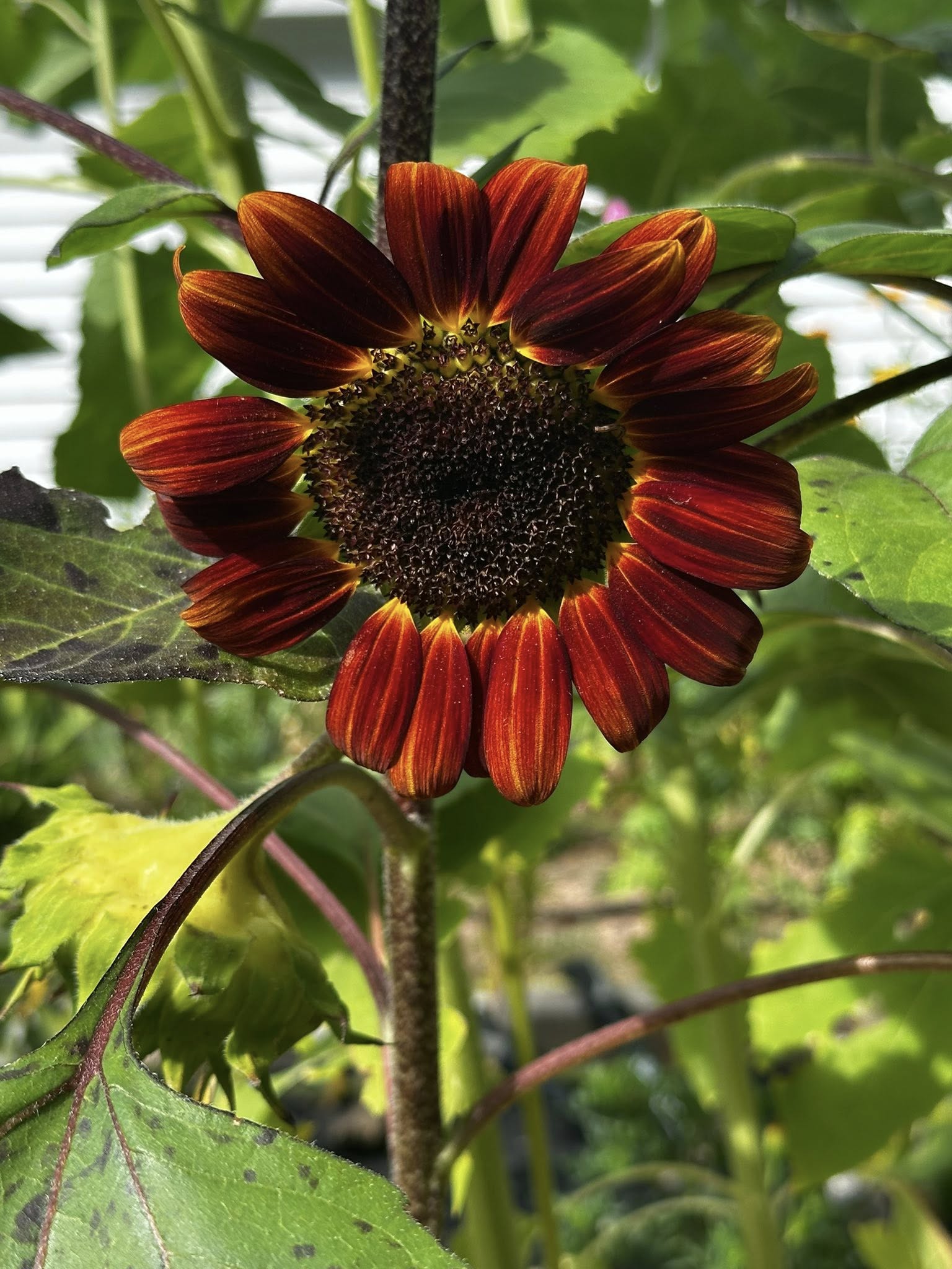 Burgundy dahlia blooms with green leaves