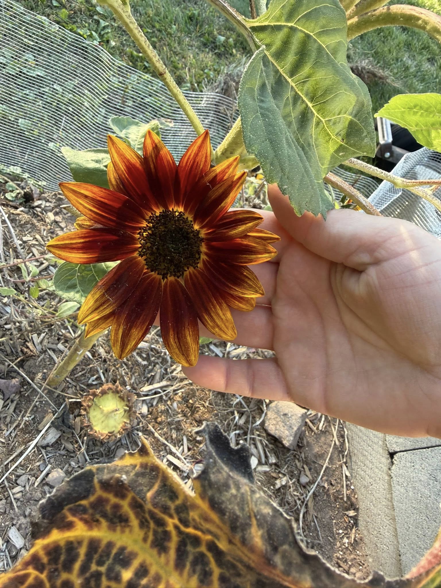 Deep orange sunflower held in the garden
