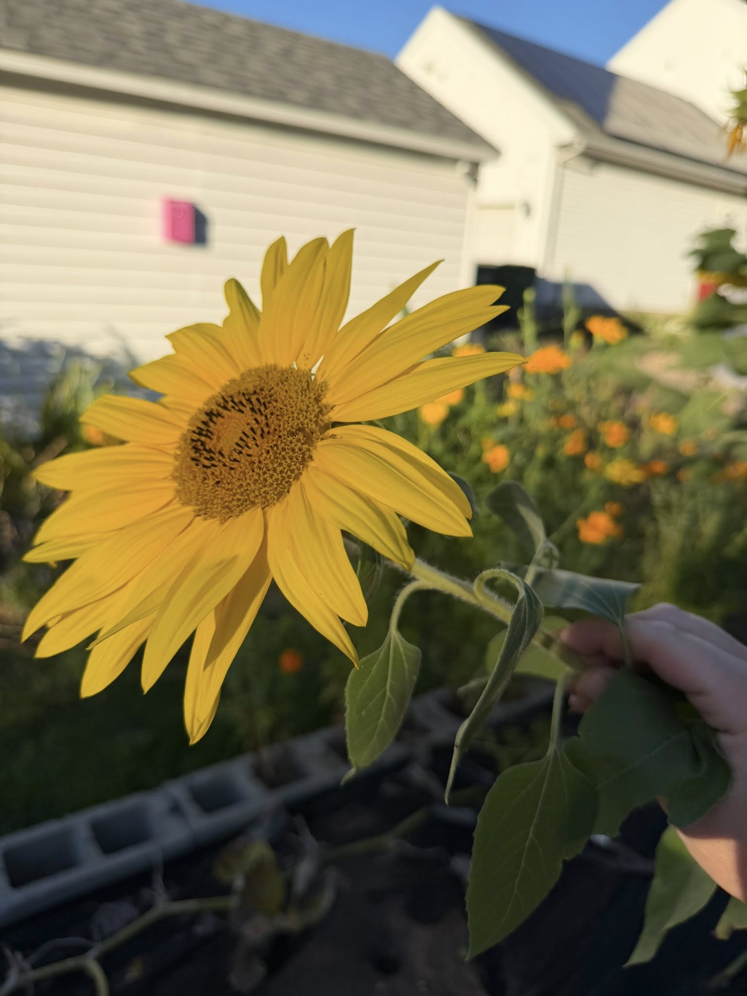 Hand holding a fresh-cut sunflower