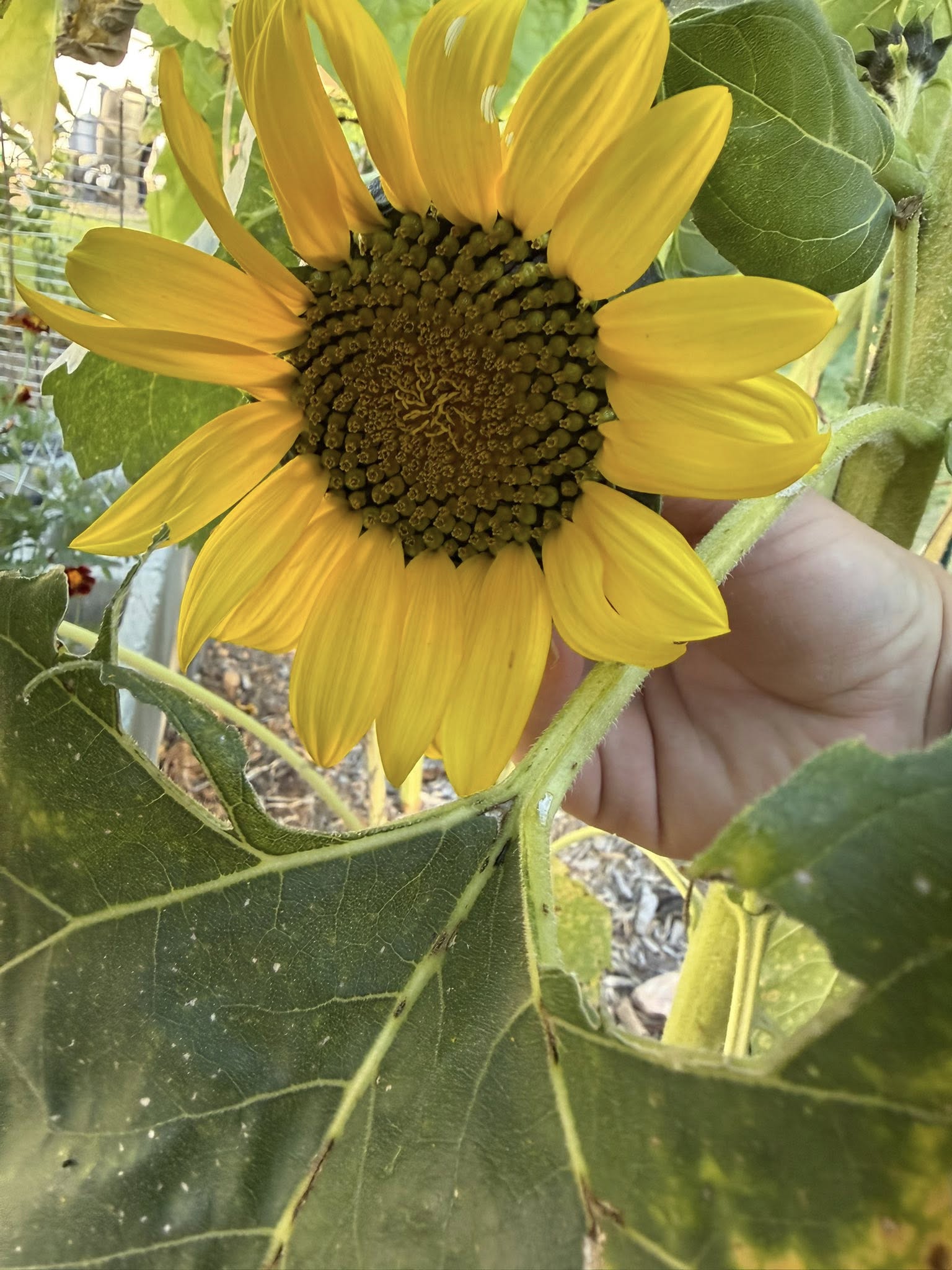 Close-up of a yellow sunflower