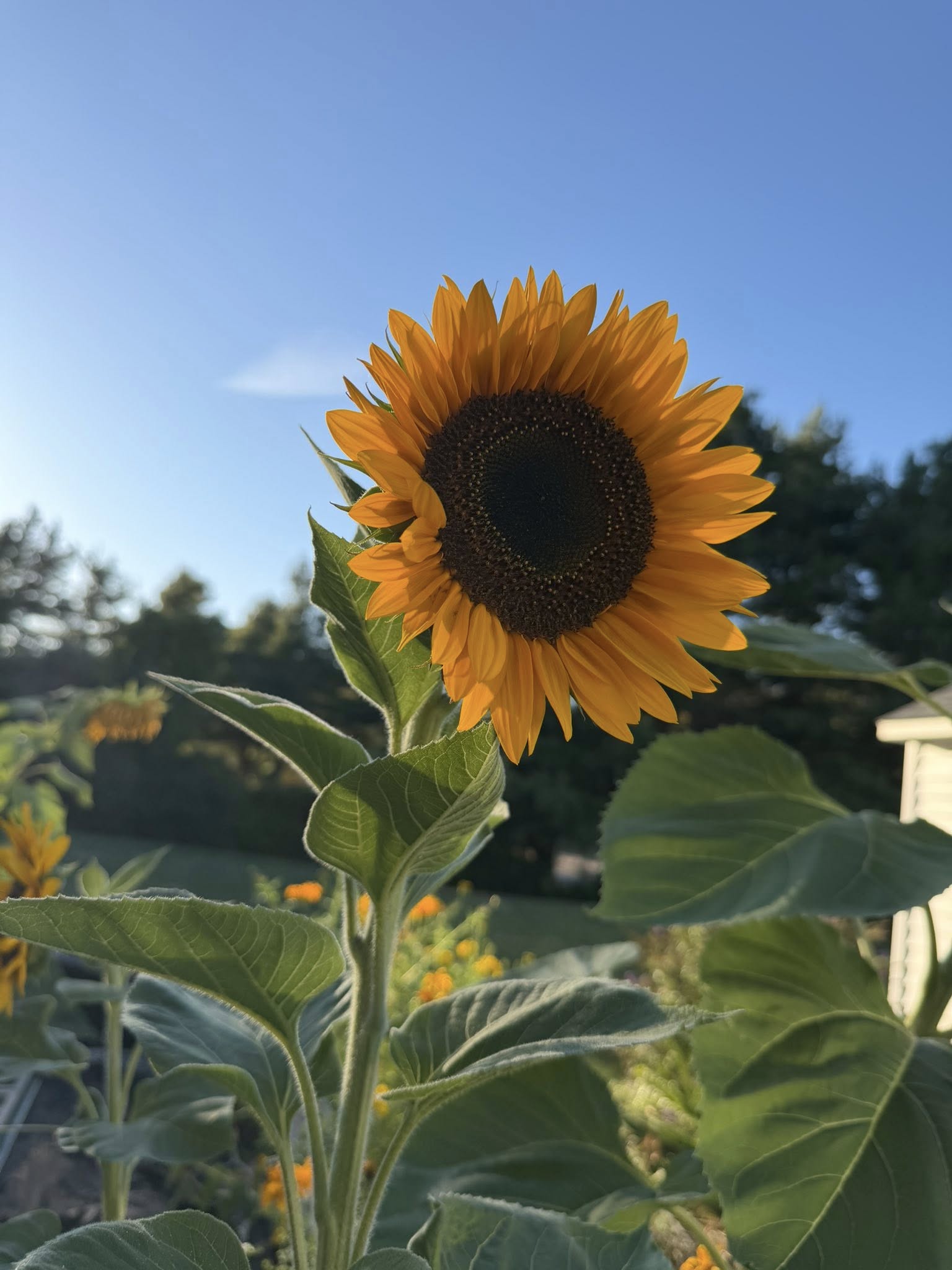Sunflower against a blue sky