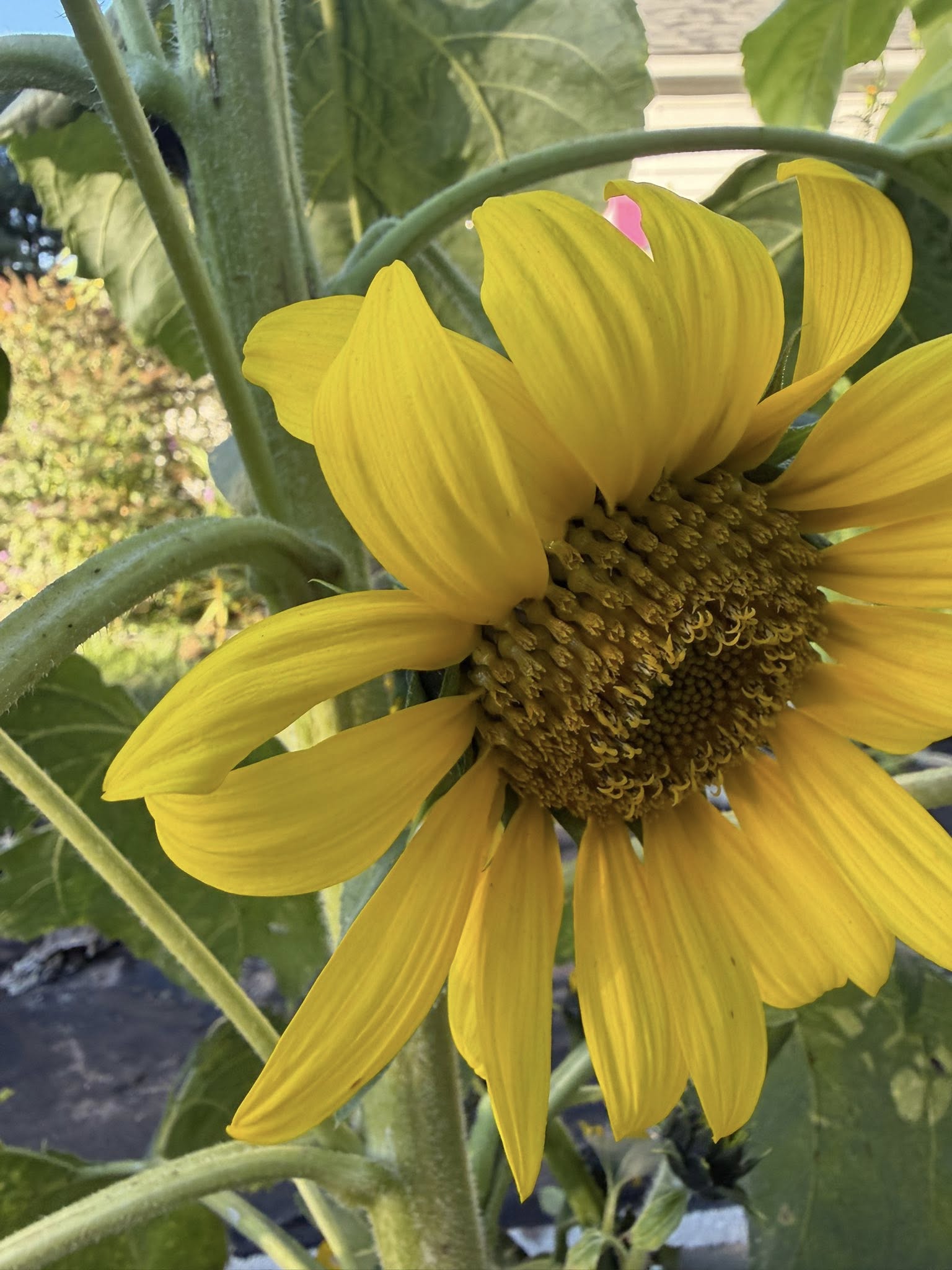 Yellow sunflower petals close up