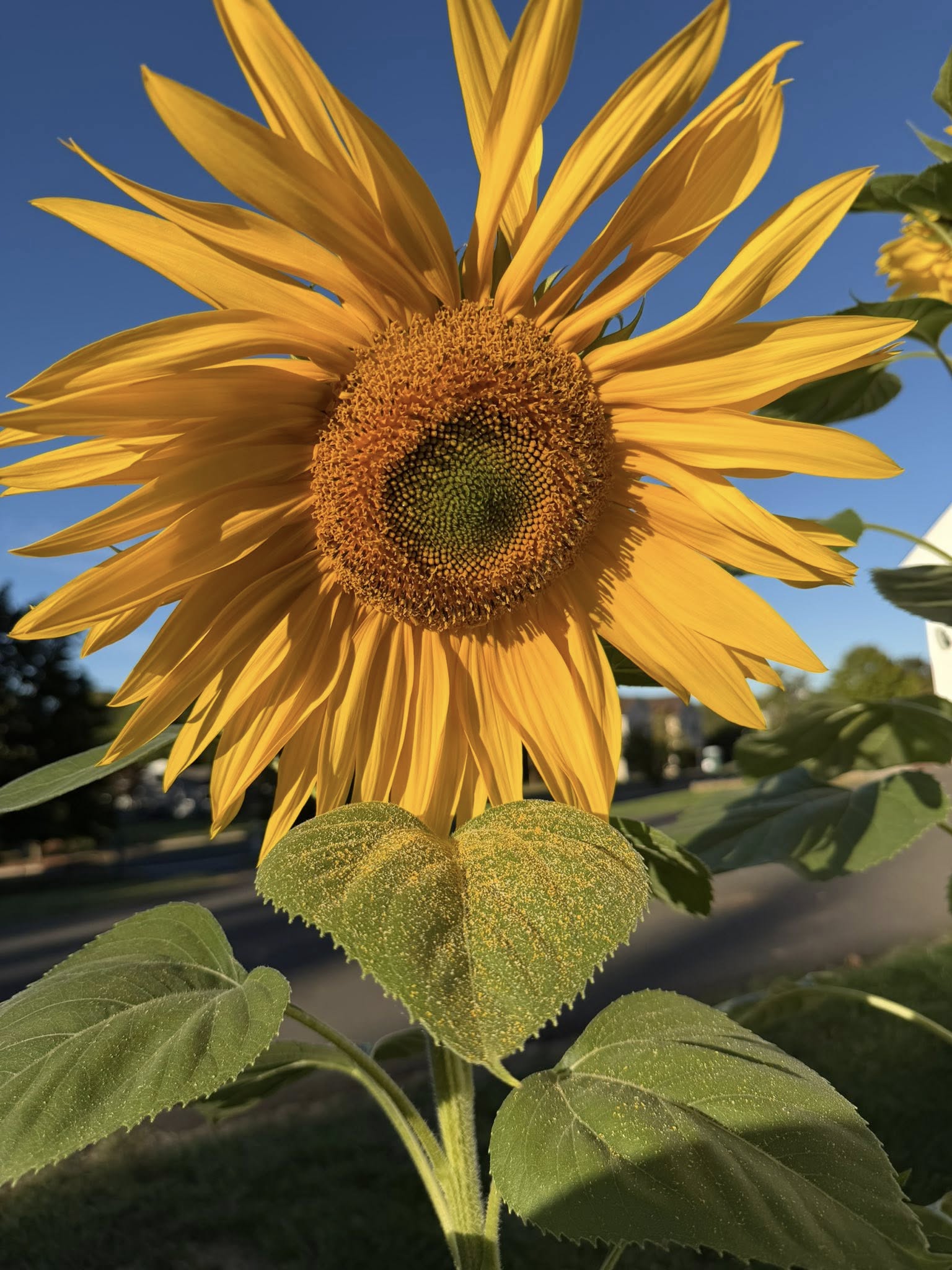 Large golden sunflower in warm light
