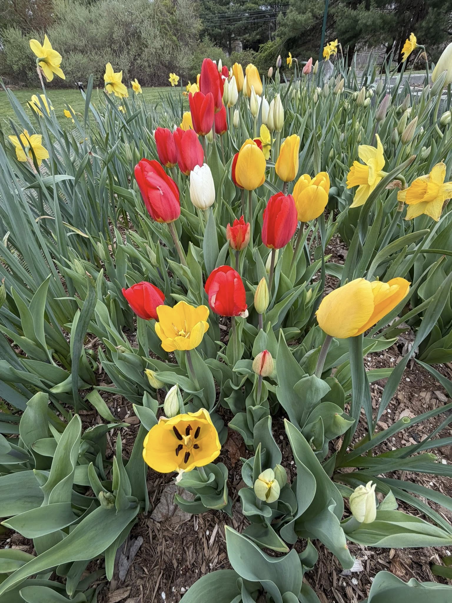 Red, yellow, and white tulips at Talcott Ridge Flowery