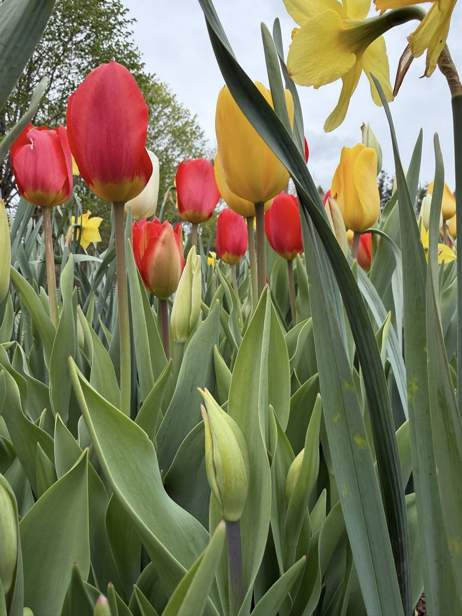 Close-up of red and yellow tulips from the field