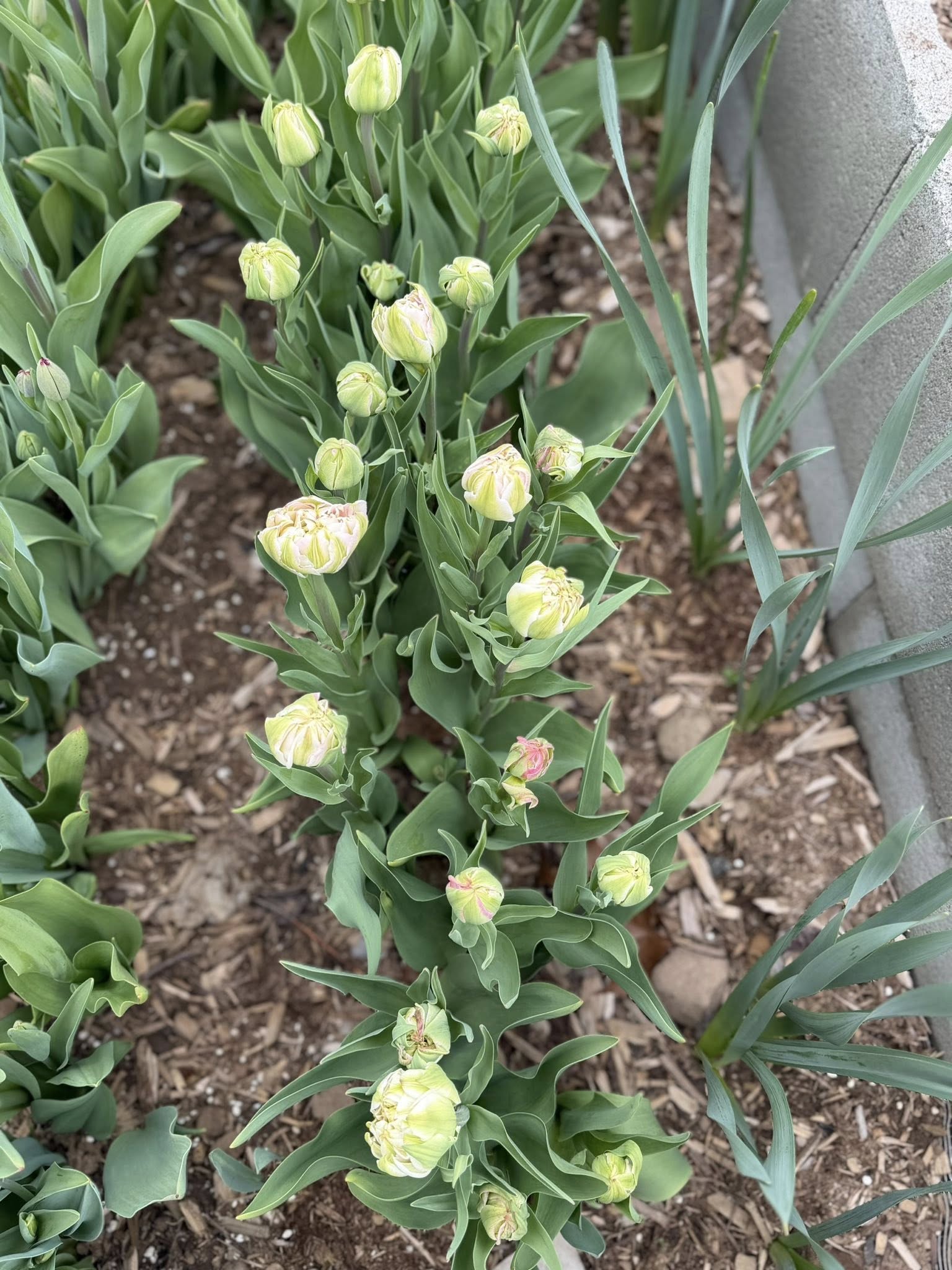 Soft pale tulip buds growing in the garden