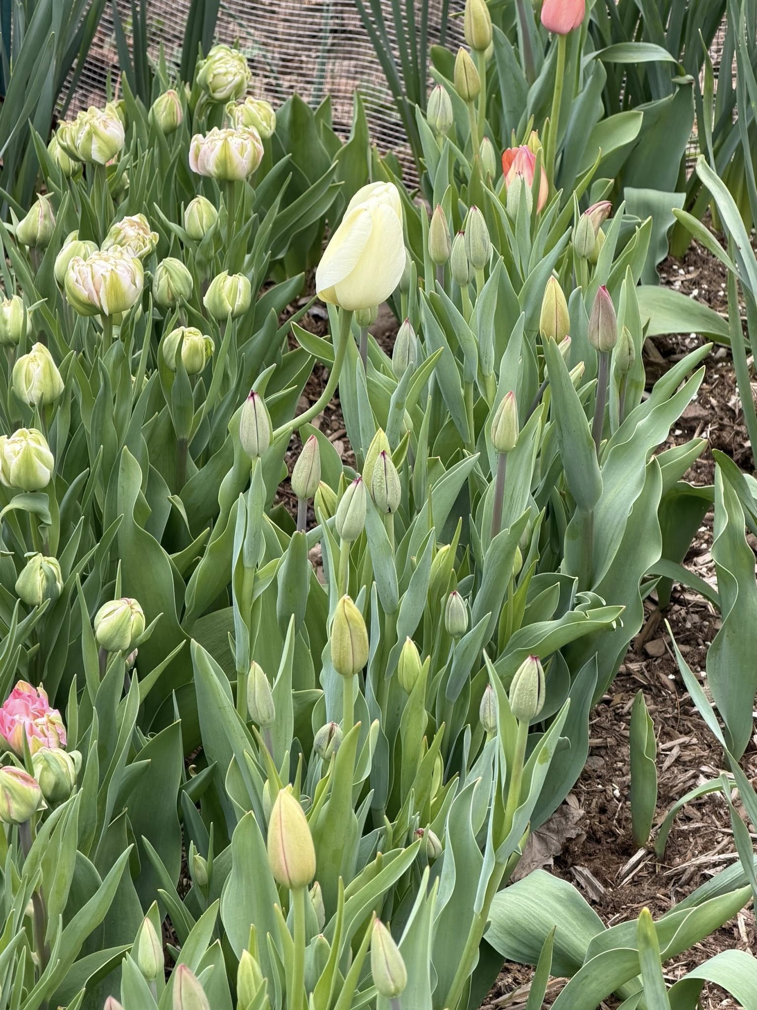Pale tulip buds and leaves in the tulip bed
