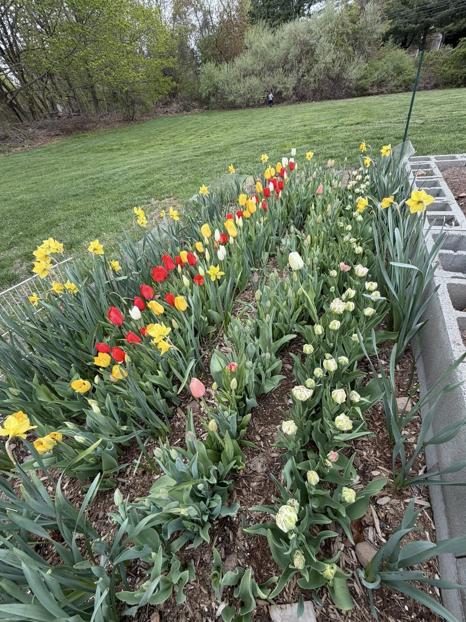 Field of red, yellow, white, and pink tulips in bloom at Talcott Ridge Flowery