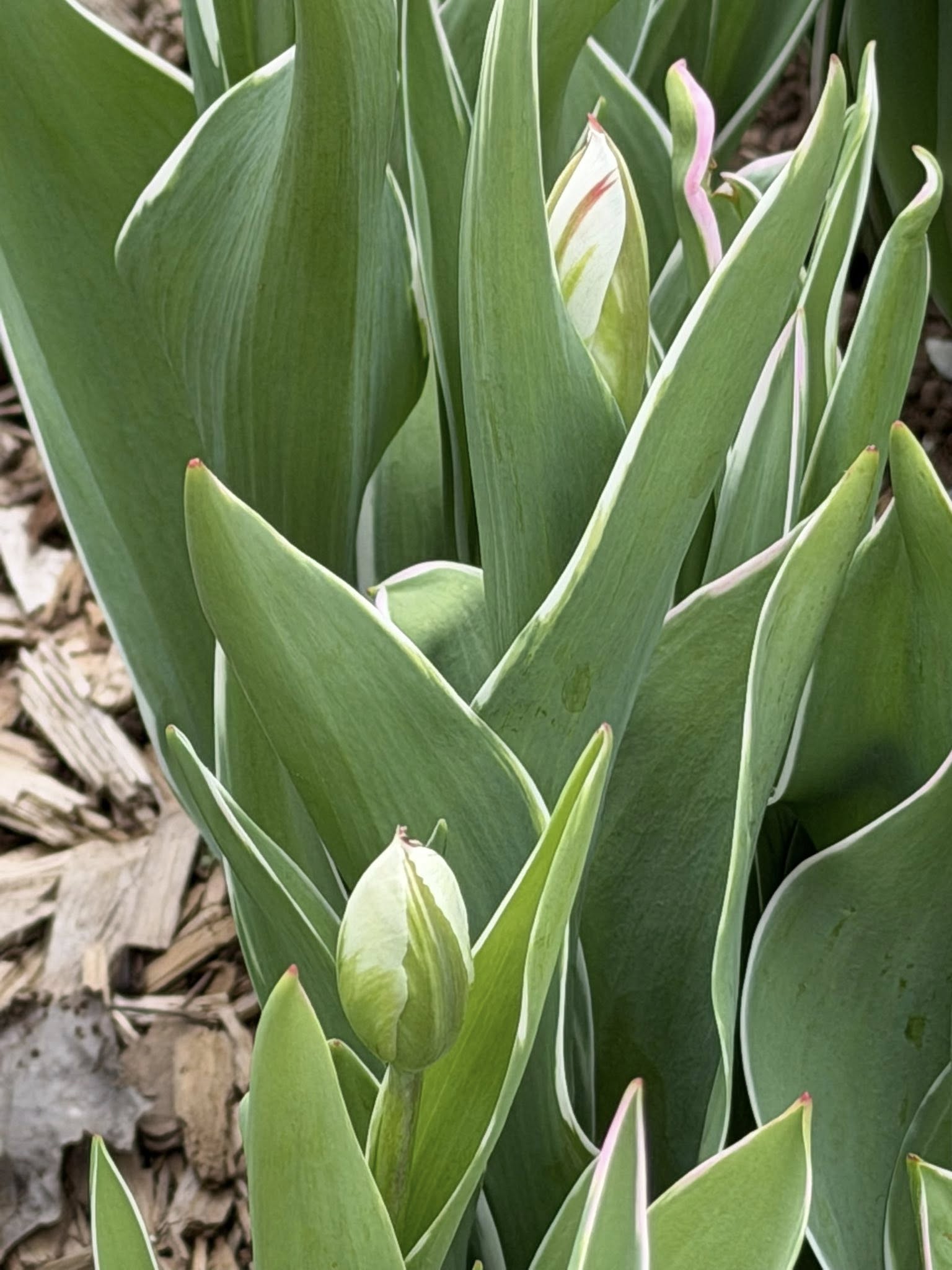 Close-up of green tulip leaves and a pale tulip bud