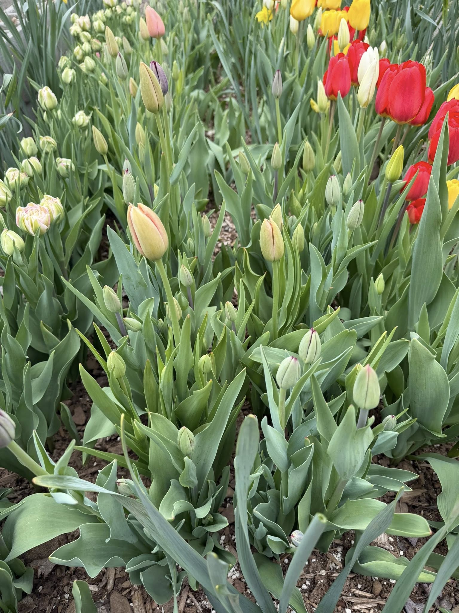 Tulip buds with red tulips blooming in the background